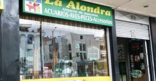 LA ALONDRA BOGOTÁ LA ALONDRA BOGOTÁ